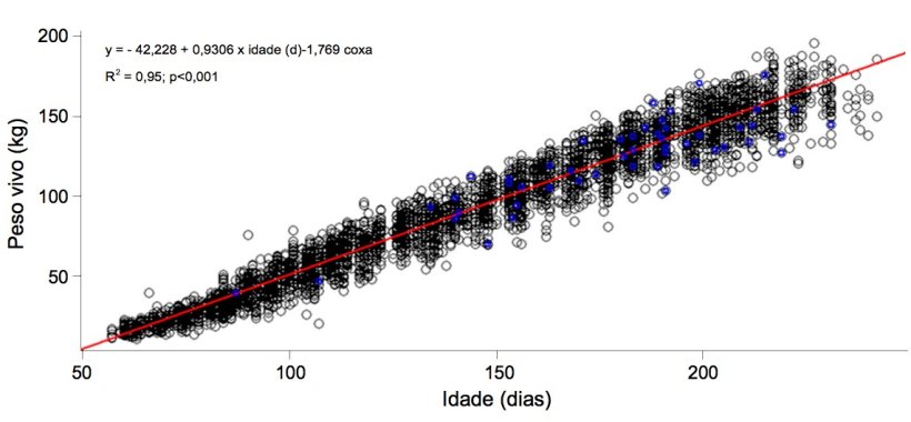 Gr&aacute;fico&nbsp;1. Evolu&ccedil;&atilde;o&nbsp;do&nbsp;peso vivo e&nbsp;a idade das nul&iacute;paras coxas (azul) e&nbsp;n&atilde;o coxas (negro)
