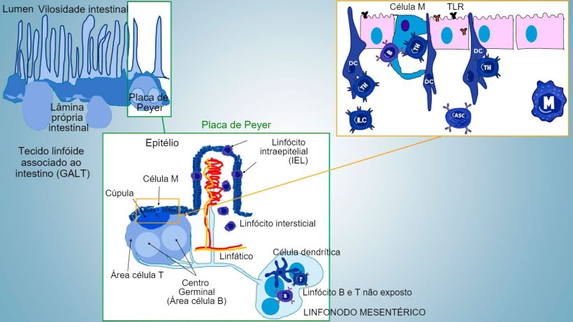 Figura 1: Representação esquemática dos tecidos linfóides associados a intestino: placas de Peyer (PPs), folículos isolados e linfonodos mesentéricos.