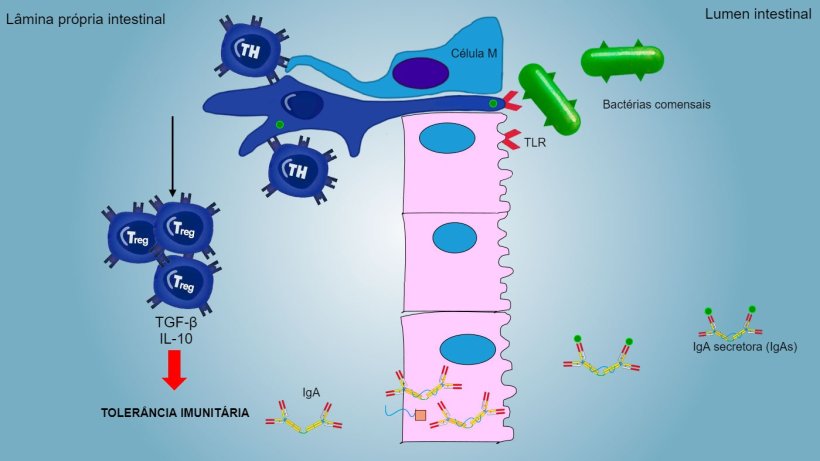 Figura 2: Uma tolerância imunitária é induzida contra bactérias comensais, mediada por linfócitos Treg com produção de citoquinas como IL-10 e TGFb. Particularmente, no intestino, a secreção de IgA específica bloqueia a aderência de bactérias comensais, modulando assim a composição da microbiota e evitando a sua invasão e dispersão sistémica.