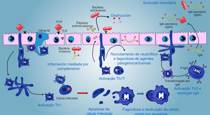 Figura 5. Visão integrada da resposta imunitária contra agentes patogénicos a nível da mucosa.