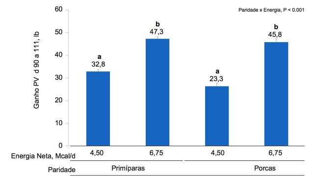 Figura 1B. Efeitos da alimentação com diferentes niveis de energia desde o dia 90 ao dia 111 de gestação, no ganho de PV de primíparas e porcas. As médias com um super-índice diferente dentro do nível de paridade são diferentes (P <0,05).