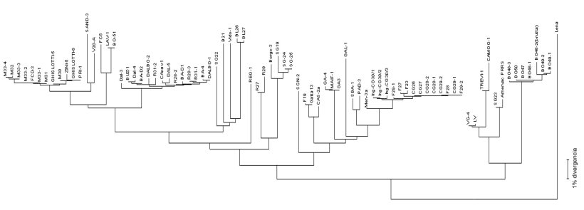 Figura 3. Os dendrogramas ou "árvore filogenética" são utilizados para representar gráficamente o grau de semelhança (homologia) entre diferentes virus PRRS com uma sequência de vírus de referência.