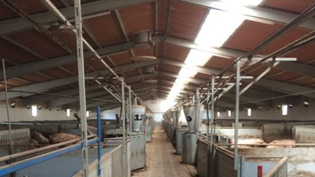 Pavilhão de gestação confirmada com colocação longitudinal da parte translúcida