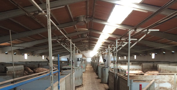 Pavilh&atilde;o de gesta&ccedil;&atilde;o confirmada com coloca&ccedil;&atilde;o longitudinal da parte transl&uacute;cida
