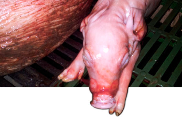 Leit&atilde;o rec&eacute;m-nascido
