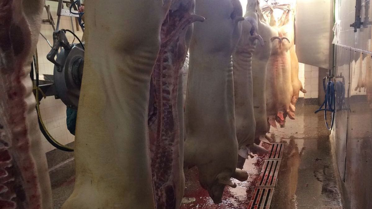 carca&ccedil;as no matadouro