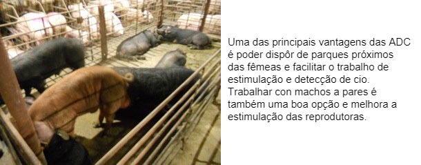 Uma das principais vantagens das ADC &eacute; poder disp&ocirc;r de parques pr&oacute;ximos das f&ecirc;meas e facilitar o trabalho de estimula&ccedil;&atilde;o e detec&ccedil;&atilde;o de cio. Trabalhar con machos a pares &eacute; tamb&eacute;m uma boa op&ccedil;&atilde;o e melhora a estimula&ccedil;&atilde;o das reprodutoras.
