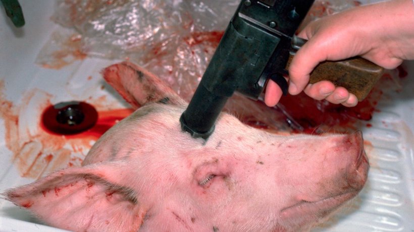 Figura 2. A pistola de bala cativa deve agarrar-se perpendicularmente a ambos os planos e contra o cr&acirc;nio.
