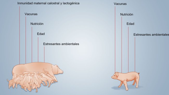 Figura 2. Factores que influenciam o desenvolvimento da imunidade neonatal