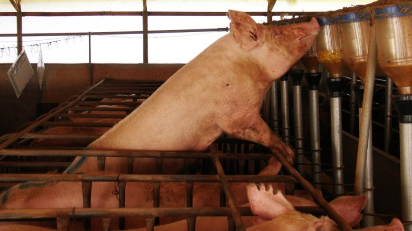 Porca em cio ac&iacute;clico.