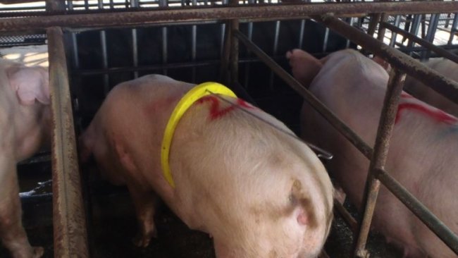 Um macho muito jovem e com uma líbido muito baixa que, pese a estar em frente das porcas em cio, foi dormir.