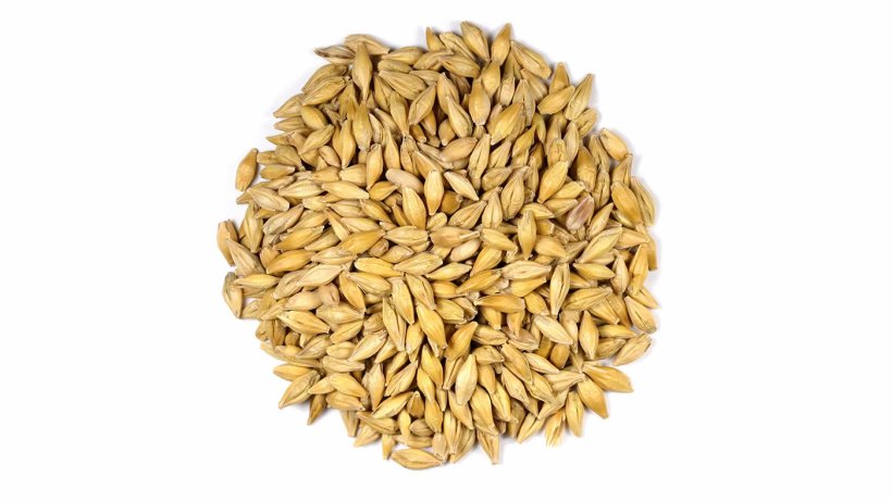 Gr&atilde;os de cevada (Hordeum vulgare L.). Foto de Sanjay Acharya.
