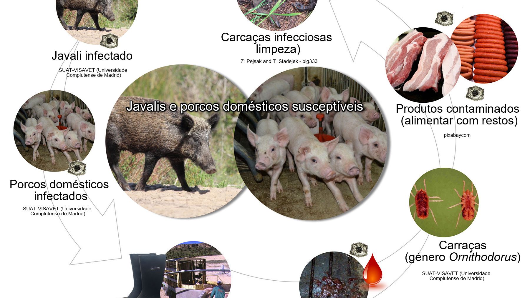 Figura 1. Rotas de transmiss&atilde;o do v&iacute;rus da PSA, incluindo o contacto directo e indirecto com animais infecciosos, os seus produtos, excre&ccedil;&otilde;es/secre&ccedil;&otilde;es e/ou sangue, carca&ccedil;as, diversos f&oacute;mites contaminados e vectores biol&oacute;gicos (produ&ccedil;&atilde;o pr&oacute;pria).
