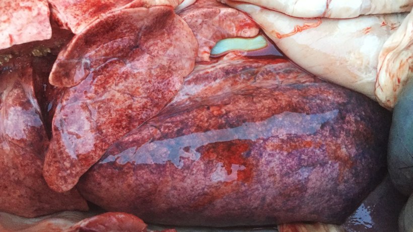 Figura 3. Múltiplas petéquias no parênquima pulmonar.