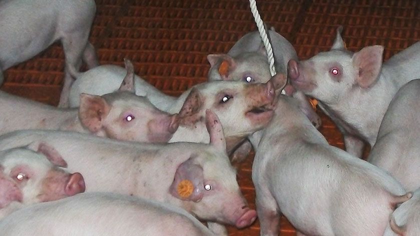 Foto 1. Uso de cordas para amostragem de fluidos orais.
