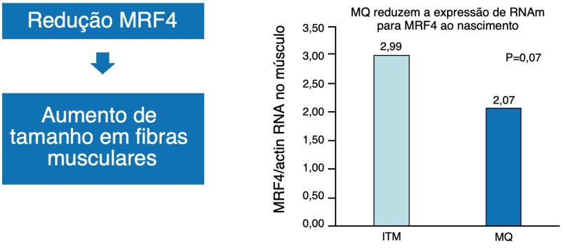Figura 1. A redu&ccedil;&atilde;o do fator nuclear MRF4 aumenta o crescimento muscular (hipertrofia).
