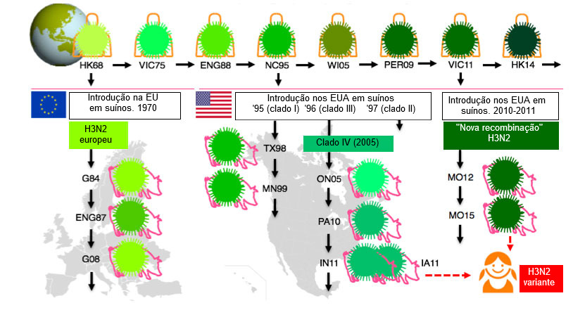 Figura 1. Evolução dos vírus da gripe H3N2 em humanos e em suínos. Os diferentes tons de verde indicam diferenças antigénicas no H3 HA; as estirpes víricas são indicadas com o local (abreviado) e o ano de isolamento. Os vírus humanos introduziram-se na população suína a princípios dos 1970s na Europa e, a meados dos 1990s e em 2010 na América do Norte. Isto levou à situação actual de 3 clados distintos de VGS H3N2 (ver as caixas de texto), um na Europa e dois na América do Norte. Os clados norte-americanos de forma ocasional, saltam de volta, para a população humana e, então, passam a chamar-se vírus "variantes".