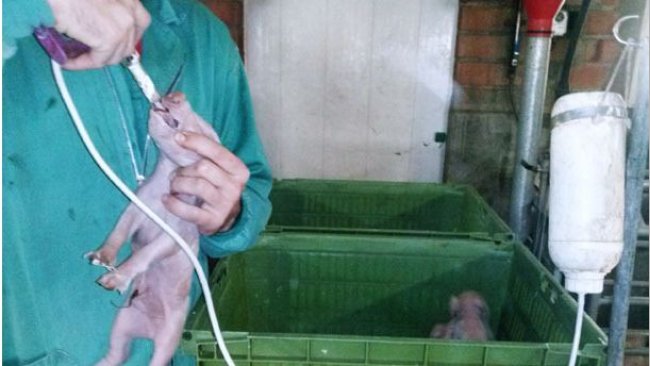 O aplicador liga-se à garrafa através de um tubo bastante comprido, o que facilita a administração desde qualquer posição em redor do carro.