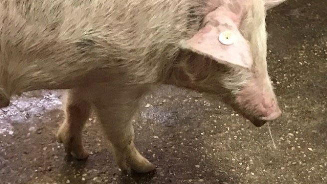 Imagem 1. Mucosidade nasal + febre Gripe su&iacute;na.
