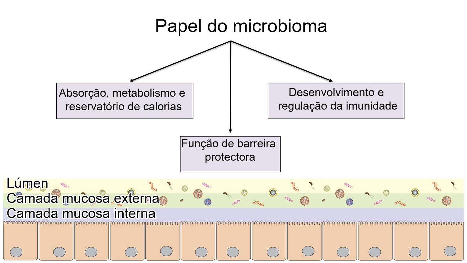 Fun&ccedil;&otilde;es do microbioma: barreira intestinal, digest&atilde;o e metabolismo de nutrientes e regula&ccedil;&atilde;o da imunidade.
