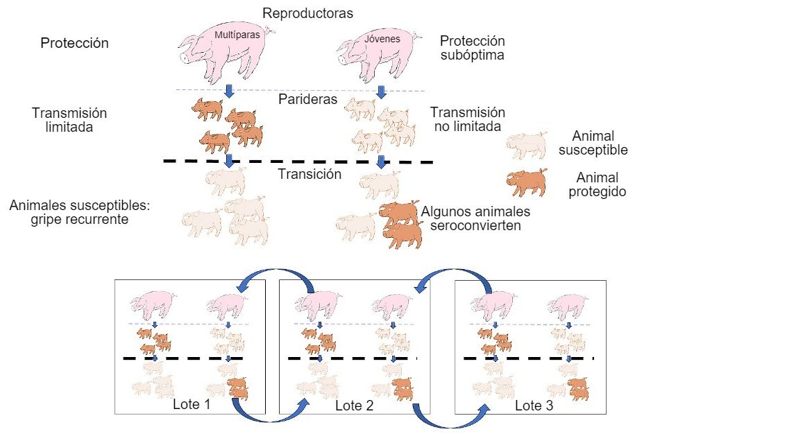 Figura 1: A transmiss&atilde;o &eacute; reduzida em animais que obt&ecirc;m protec&ccedil;&atilde;o de maior qualidade (leit&otilde;es de porcas mult&iacute;paras) do que em leit&otilde;es de porcas prim&iacute;paras. Nas baterias os animais que foram infectados na presen&ccedil;a de um certo n&iacute;vel de anticorpos maternos n&atilde;o desenvolver&atilde;o activamente a imunidade, de modo que o v&iacute;rus pode  infectar e causar gripe recorrente. Por fim, a presen&ccedil;a num &uacute;nico momento de diferentes lotes de diferentes idades de animais facilita a transmiss&atilde;o do v&iacute;rus entre lotes produtivos, perpetuando a infec&ccedil;&atilde;o.