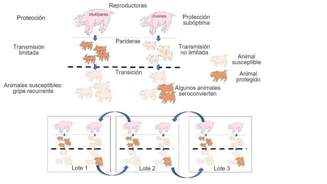 Figura 1: A transmissão é reduzida em animais que obtêm protecção de maior qualidade (leitões de porcas multíparas) do que em leitões de porcas primíparas. Nas baterias os animais que foram infectados na presença de um certo nível de anticorpos maternos não desenvolverão activamente a imunidade, de modo que o vírus pode infectar e causar gripe recorrente. Por fim, a presença num único momento de diferentes lotes de diferentes idades de animais facilita a transmissão do vírus entre lotes produtivos, perpetuando a infecção.