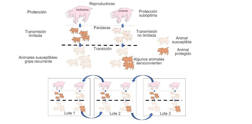 Figura 1: A transmiss&atilde;o &eacute; reduzida em animais que obt&ecirc;m protec&ccedil;&atilde;o de maior qualidade (leit&otilde;es de porcas mult&iacute;paras) do que em leit&otilde;es de porcas prim&iacute;paras. Nas baterias os animais que foram infectados na presen&ccedil;a de um certo n&iacute;vel de anticorpos maternos n&atilde;o desenvolver&atilde;o activamente a imunidade, de modo que o v&iacute;rus pode  infectar e causar gripe recorrente. Por fim, a presen&ccedil;a num &uacute;nico momento de diferentes lotes de diferentes idades de animais facilita a transmiss&atilde;o do v&iacute;rus entre lotes produtivos, perpetuando a infec&ccedil;&atilde;o.