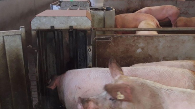 Figura 3. M&aacute;quinas de alimenta&ccedil;&atilde;o autom&aacute;tica.
