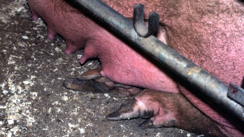 Figura 5.&nbsp;Fase precoce de sobre-crescimento na unha posterior externa
