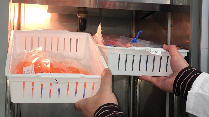 O registo de temperaturas no conservador é importante e deve ser verificado todos os dias antes da inseminação.