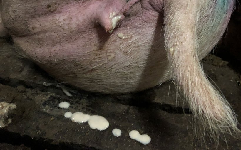 Se forem observadas supurações 2-3 semanas pós-cobrição, deve-se suspeitar de problemas na cobrição.