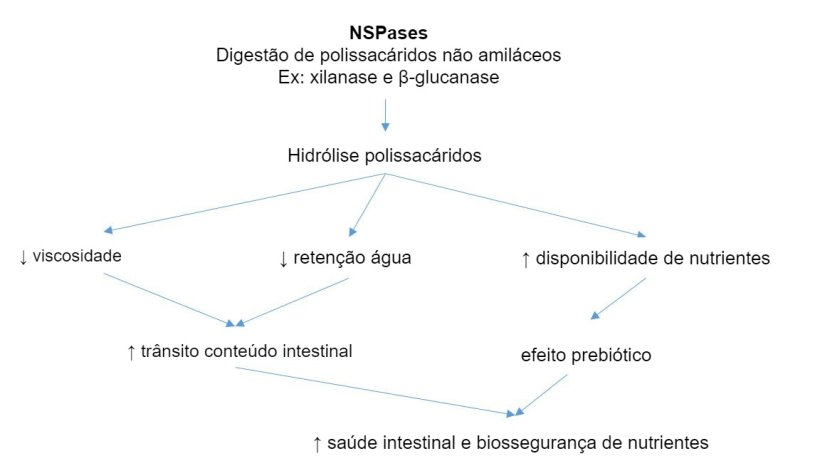 Mecanismo de ac&ccedil;&atilde;o de enzimas ex&oacute;genas. Enzimas ex&oacute;genas t&ecirc;m actividade prebi&oacute;tica por hidr&oacute;lise de polissac&aacute;ridos n&atilde;o-amil&aacute;ceos a oligossac&aacute;ridos utiliz&aacute;veis por certas bact&eacute;rias. Adaptado de Sinha 2011