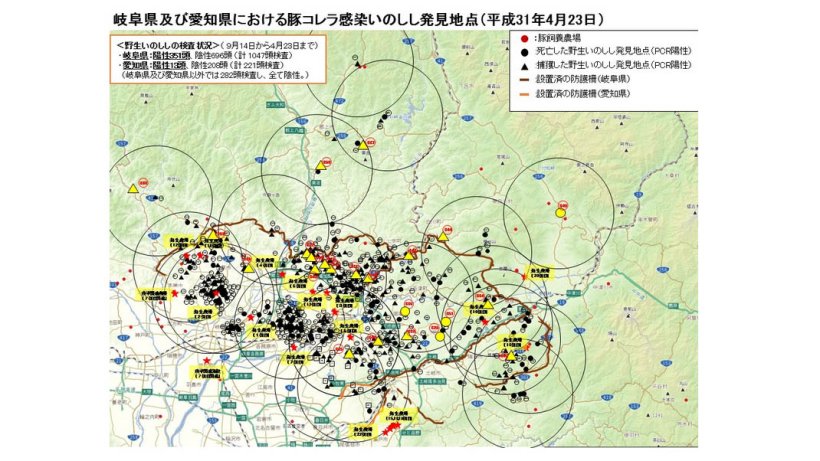 O mapa apresenta o total de javalis encontrados mortos ou capturados que s&atilde;o positivos &agrave; doen&ccedil;a bem como as explora&ccedil;&otilde;es de su&iacute;nos afectadas (sublinhadas a amarelo), at&eacute; ao dia 23 de Abril de 2019.
