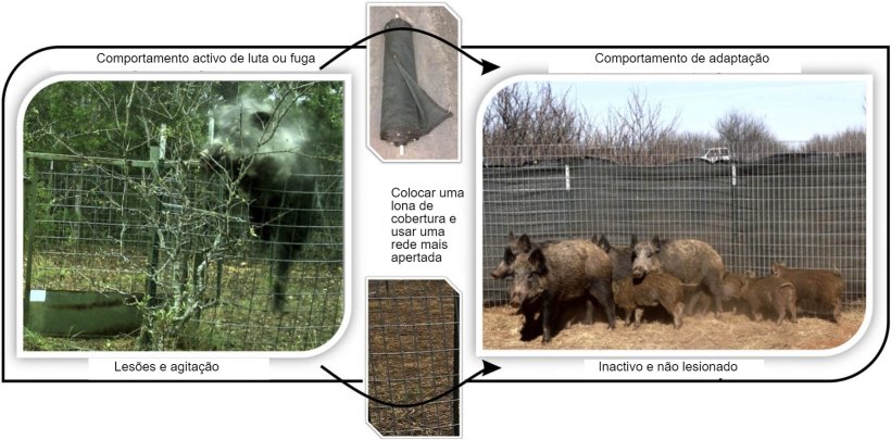 Reducci&oacute;n de lesiones y de la respuesta de huida al capturar jabal&iacute;es
