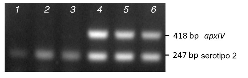 Figura 2. Compara&ccedil;&atilde;o da amplia&ccedil;&atilde;o de bandas a partir de PCR de col&oacute;nias purificadas (linhas 1-3) versus ADN (linhas 4-6) para tr&ecirc;s isolados cl&iacute;nicos de serotipo 2 utilizando o mPCR1.
