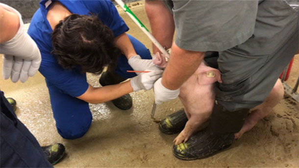 Figura 2. Exposi&ccedil;&atilde;o intratraqueal.
