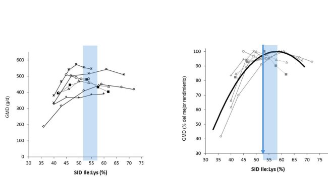 Figura 1: Resultados do crescimento em leitões obtidos em diferentes estudos segundo diferentes rácio Ile:Lys DIS . O crescimento expressa-se em valor absoluto ou em percentagem do melhor crescimento. Fonte: Ajinomoto Animal Nutrition Europe