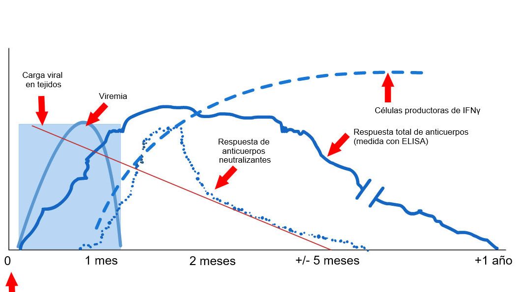 Gr&aacute;fico 1: Resposta do sistema imunit&aacute;rio de um porco infectado por v&iacute;rus PRRS (L&oacute;pez e Osorio, 2004).