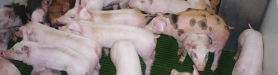 transici&oacute;n: cerdos destetados