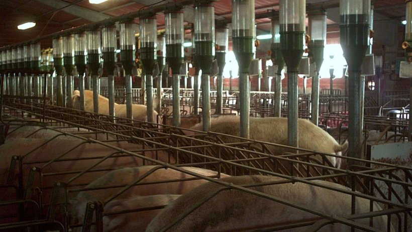 Machos hermanados recelando. Foto: Carles Casanovas
