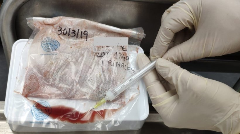 Foto 2. Recolecci&oacute;n del fluido de drenaje de lenguas de nacidos muertos despu&eacute;s de su descongelaci&oacute;n.
