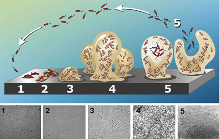 Imagem 1. Representa&ccedil;&atilde;o esquem&aacute;tica da forma&ccedil;&atilde;o de biofilme, desde a ades&atilde;o bacteriana &agrave; superf&iacute;cie, at&eacute; &agrave; forma&ccedil;&atilde;o de biofilme maduro, constitu&iacute;do por polissac&aacute;ridos. Forma de cogumelo pr&eacute;via ao desprendimento. Fonte:&nbsp;Abraham Adu-Gyamfi
