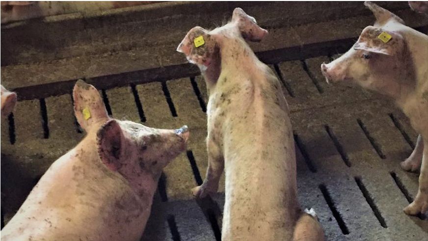 Foto 2: Porco com atraso de crescimento na &aacute;rea de engorda
