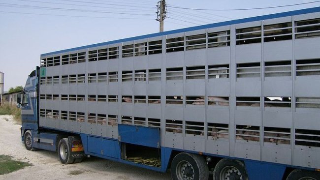 transporte animales