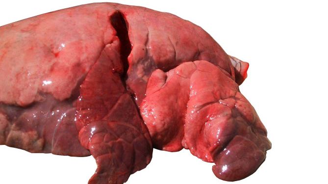Figura 4: L&oacute;bulos craneal e medial afectados por uma pneumonia broncointersticial causada por SIV
