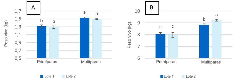Figura 2. Peso vivo dos leitões no momento do nascimento (A) e do desmame (dia 28 de lactação) (B) de porcas primíparas e multíparas alimentadas com um máximo de 2,80 kg/dia (Lote 1) e 4,20 kg/dia (Lote 2) de ração durante os dias anteriores ao parto.