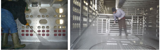 Imagem 3: Limpeza h&uacute;mida de part&iacute;culas org&acirc;nicas finas atrav&eacute;s de lavagem mec&acirc;nica do interior de um ve&iacute;culo de transporte de porcos. Este passo vem depois do processo de limpeza a seco. Por cortesia de Dr. Clayton Johnson de Carthage Veterinary Services.