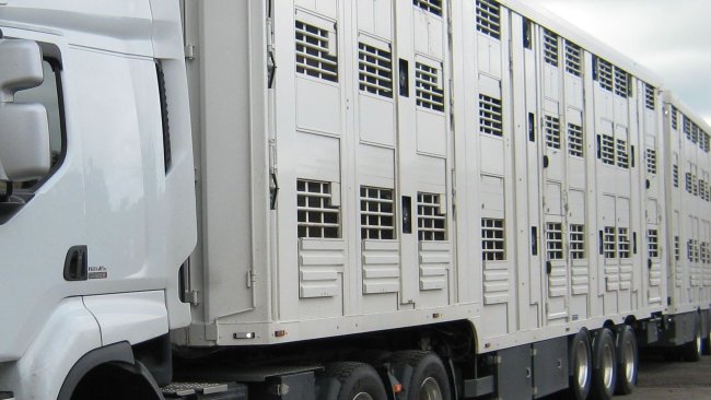 transporte de animais