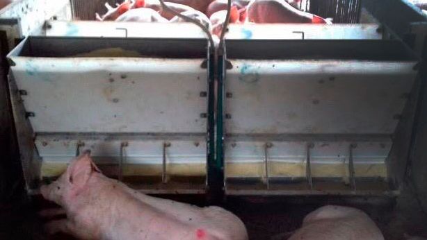 Foto 1. Porcos num comedouro
