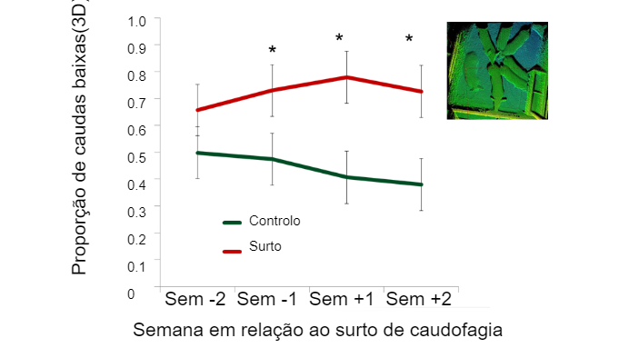 Figura 2. Propor&ccedil;&atilde;o de caudas baixas em rela&ccedil;&atilde;o ao aparecimento de um surto de caudofagia